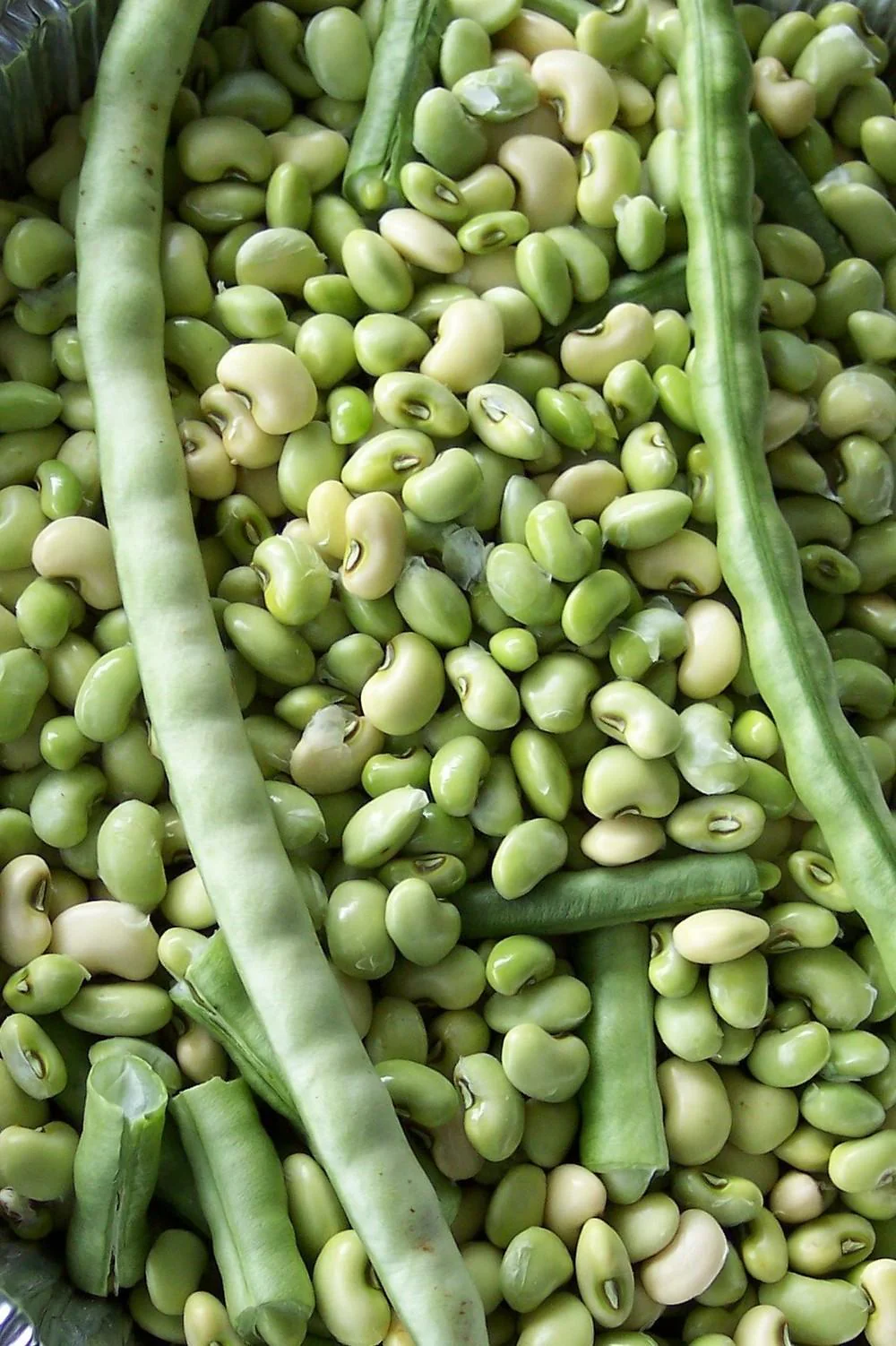 Texas Cream 40 Pea - Image 3
