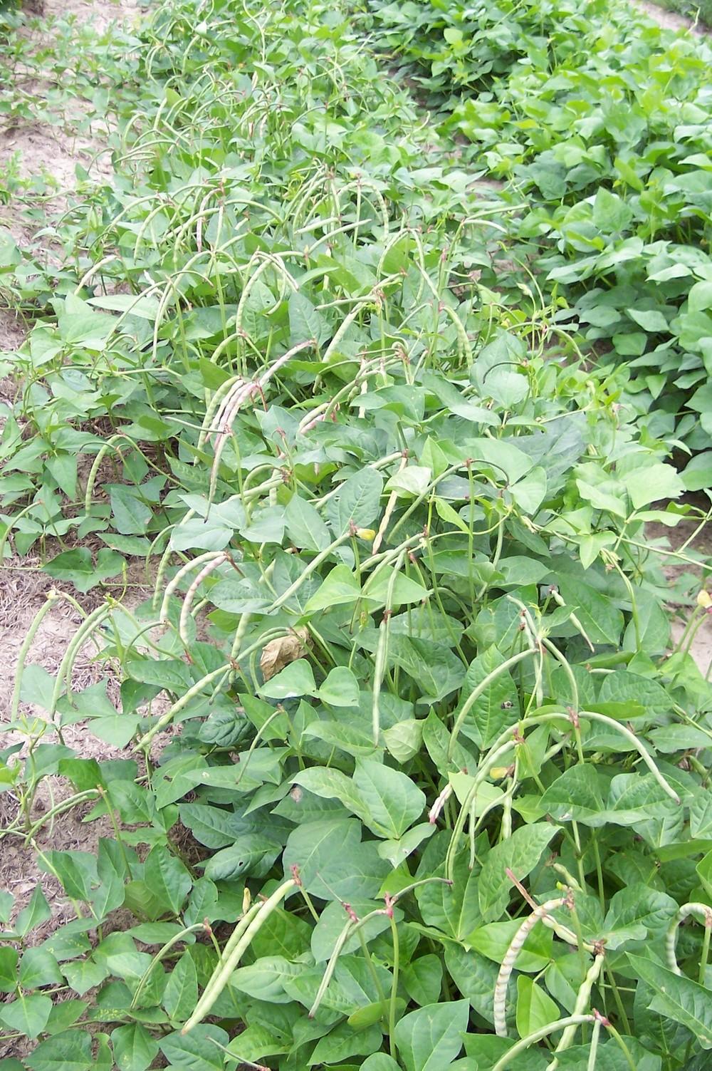 Texas Cream 8 Pea - Image 3