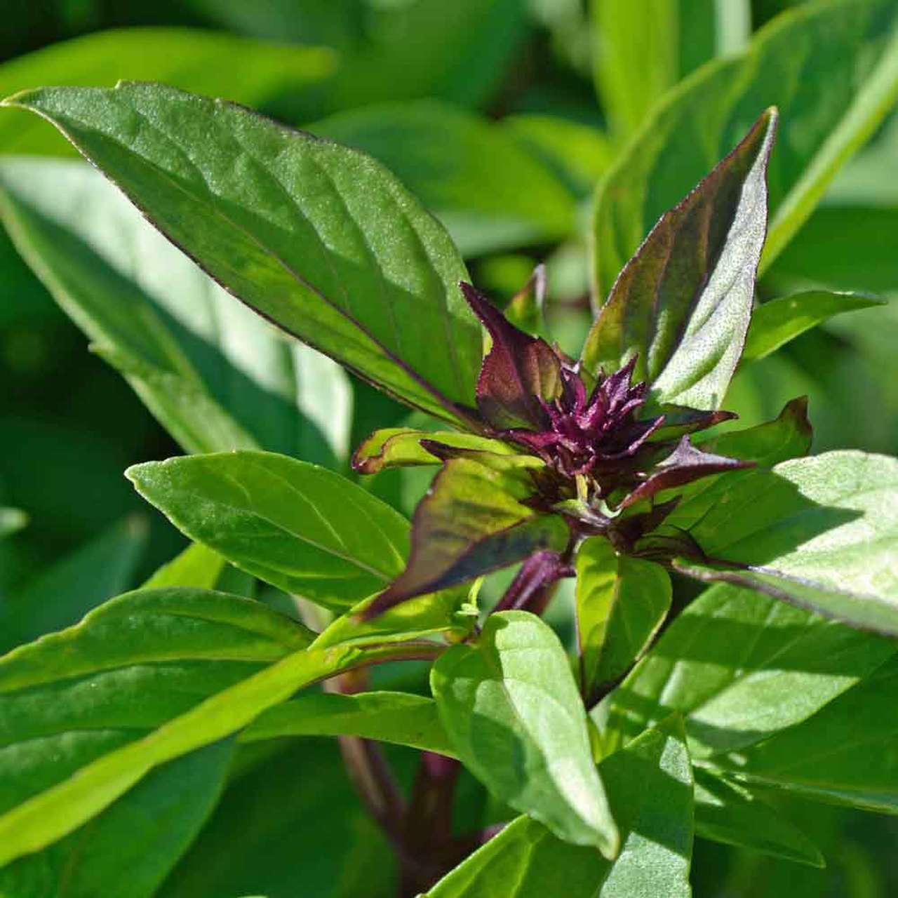 Thai Basil