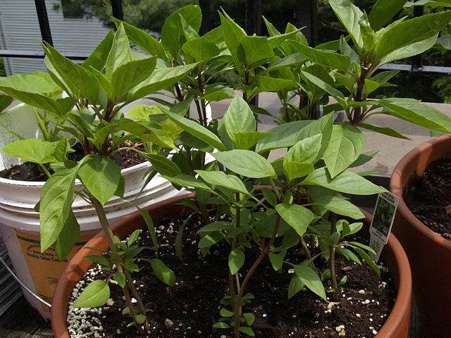 Thai Basil - Image 2