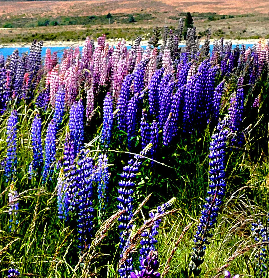 The Governor Blue Russell Lupine - Image 2