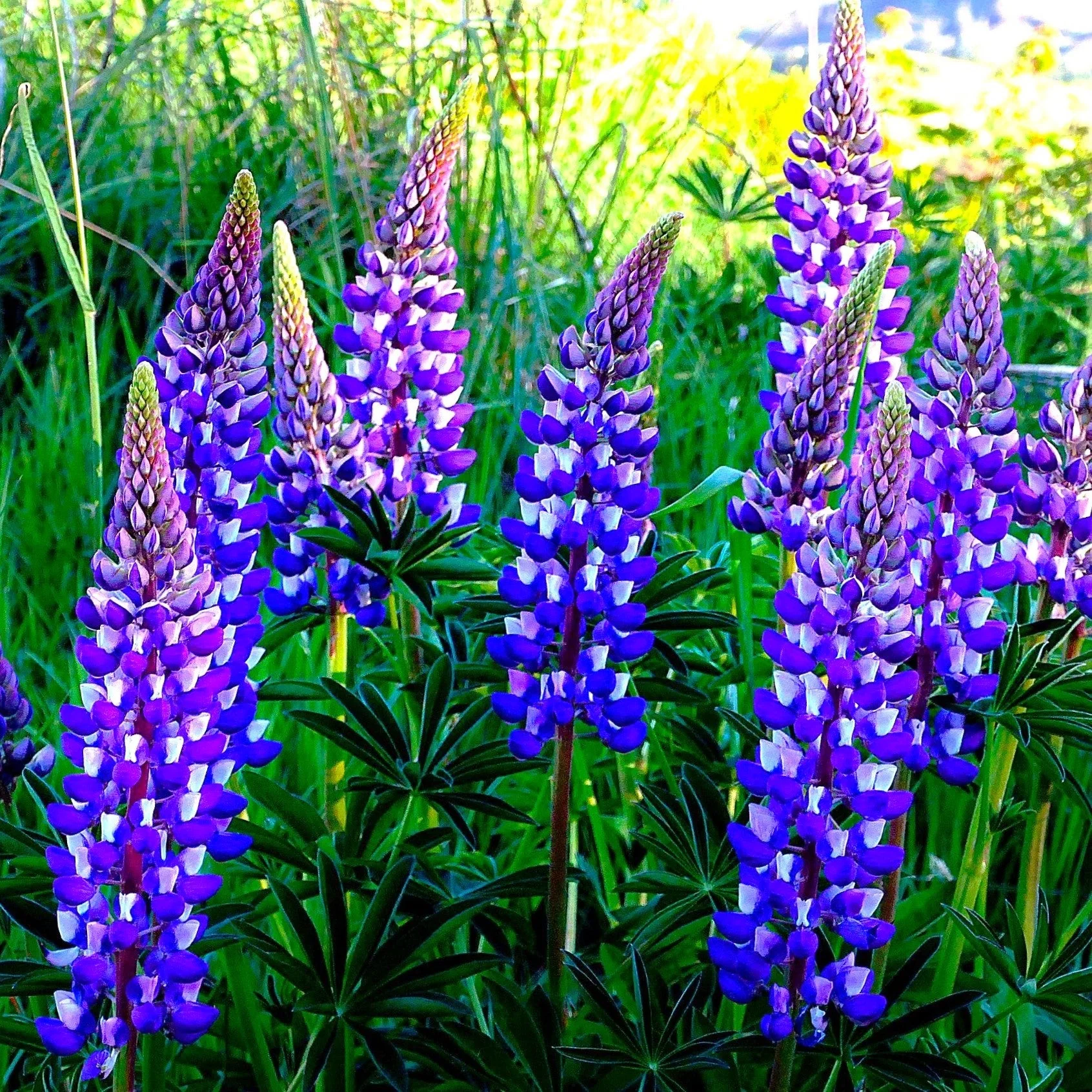 The Governor Blue Russell Lupine - Image 3