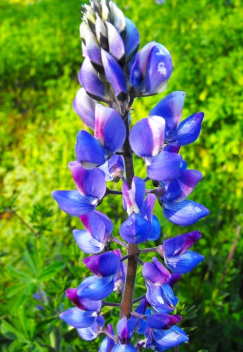 The Governor Blue Russell Lupine - Image 4