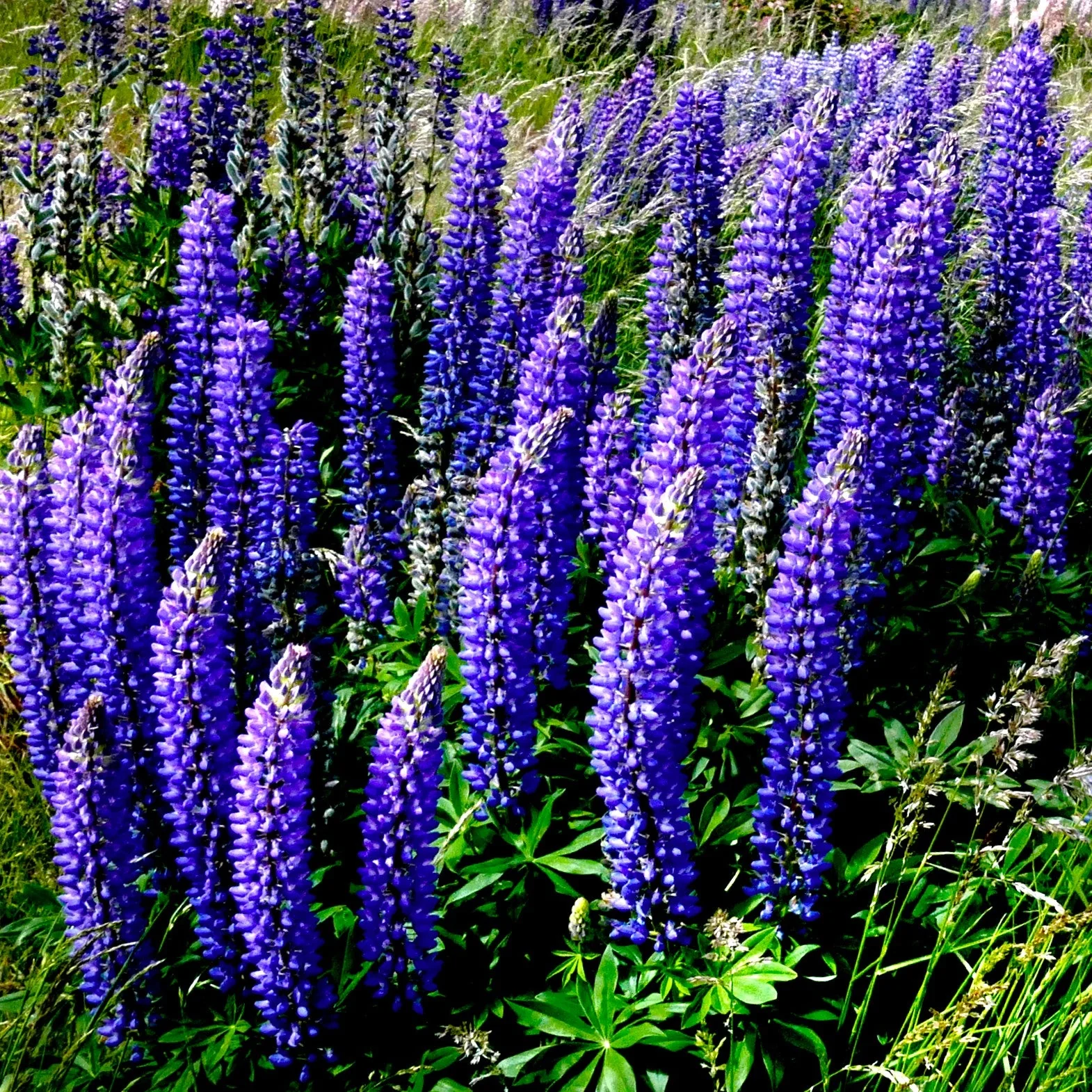 The Governor Blue Russell Lupine - Image 5