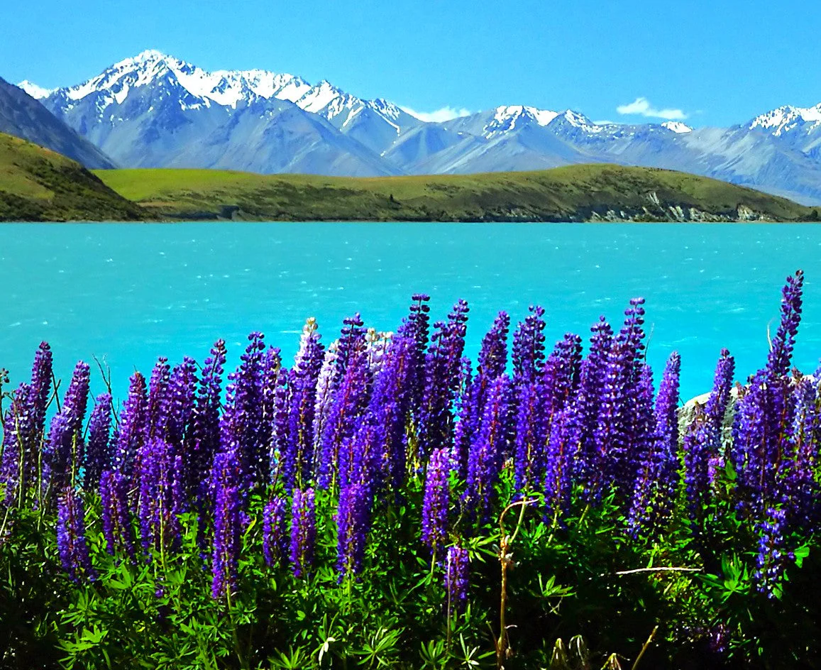 The Governor Blue Russell Lupine - Image 6