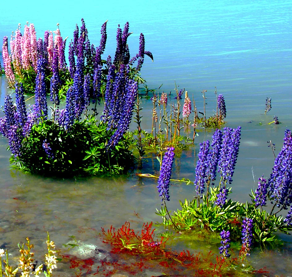 The Governor Blue Russell Lupine - Image 7