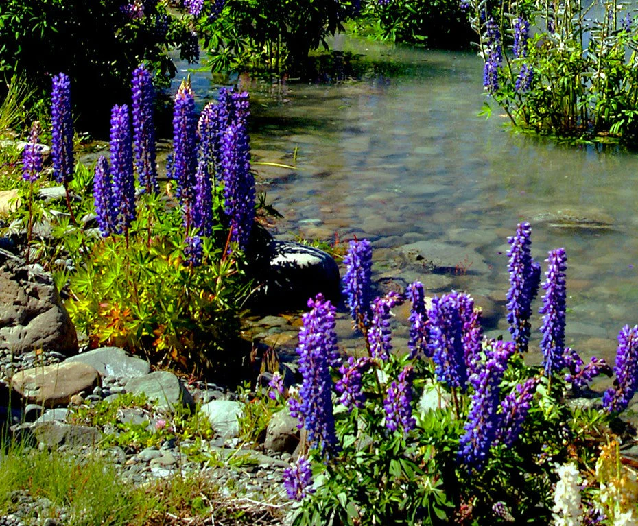 The Governor Blue Russell Lupine - Image 8