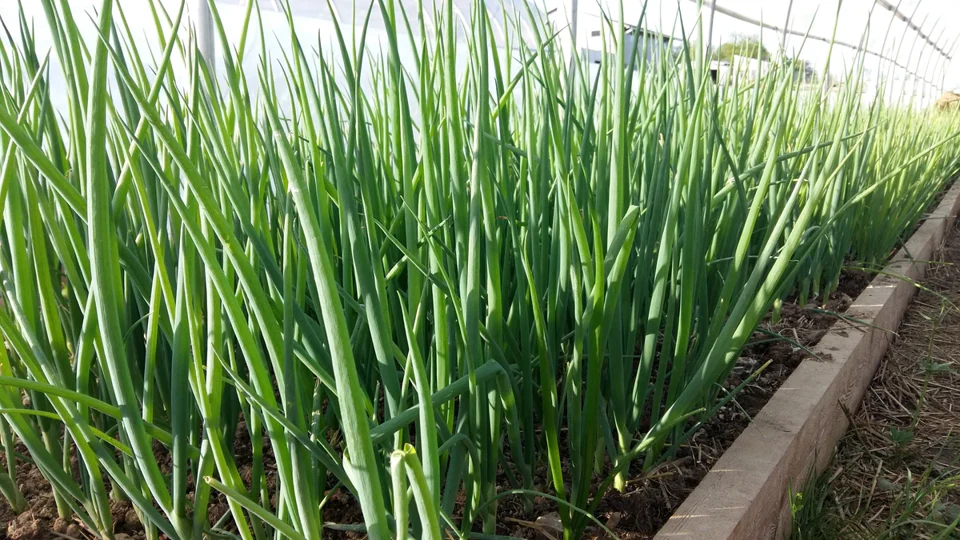 Tokyo Long Bunching Green Onion - Image 3