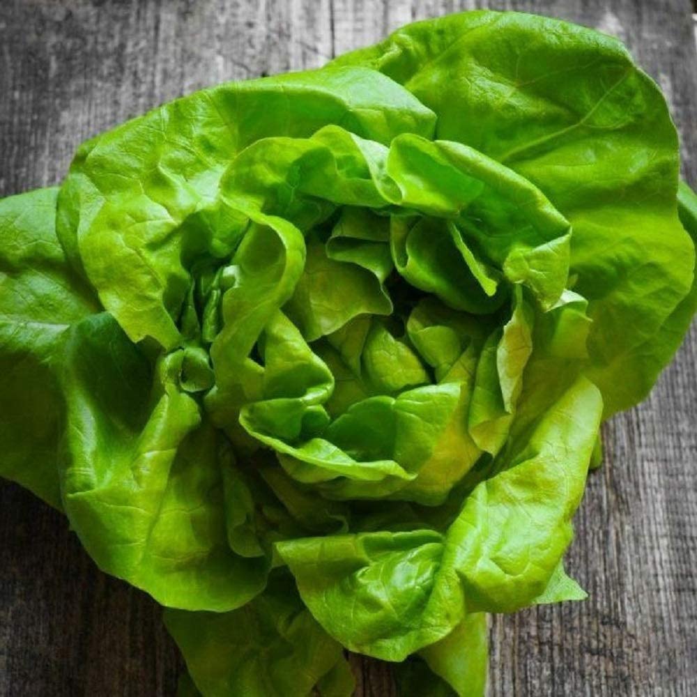 Tom Thumb Butterhead Lettuce - Image 3