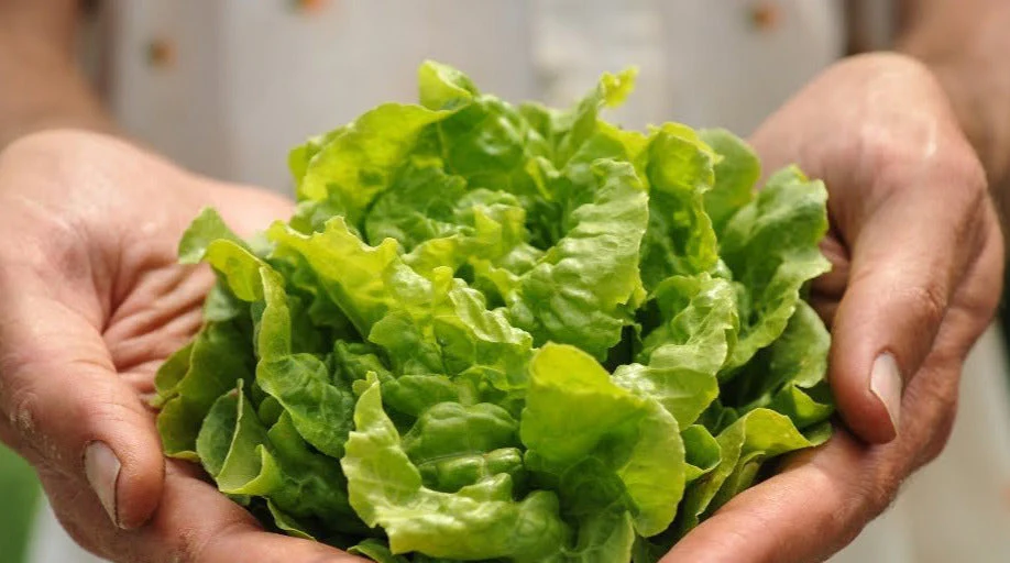 Tom Thumb Butterhead Lettuce - Image 4