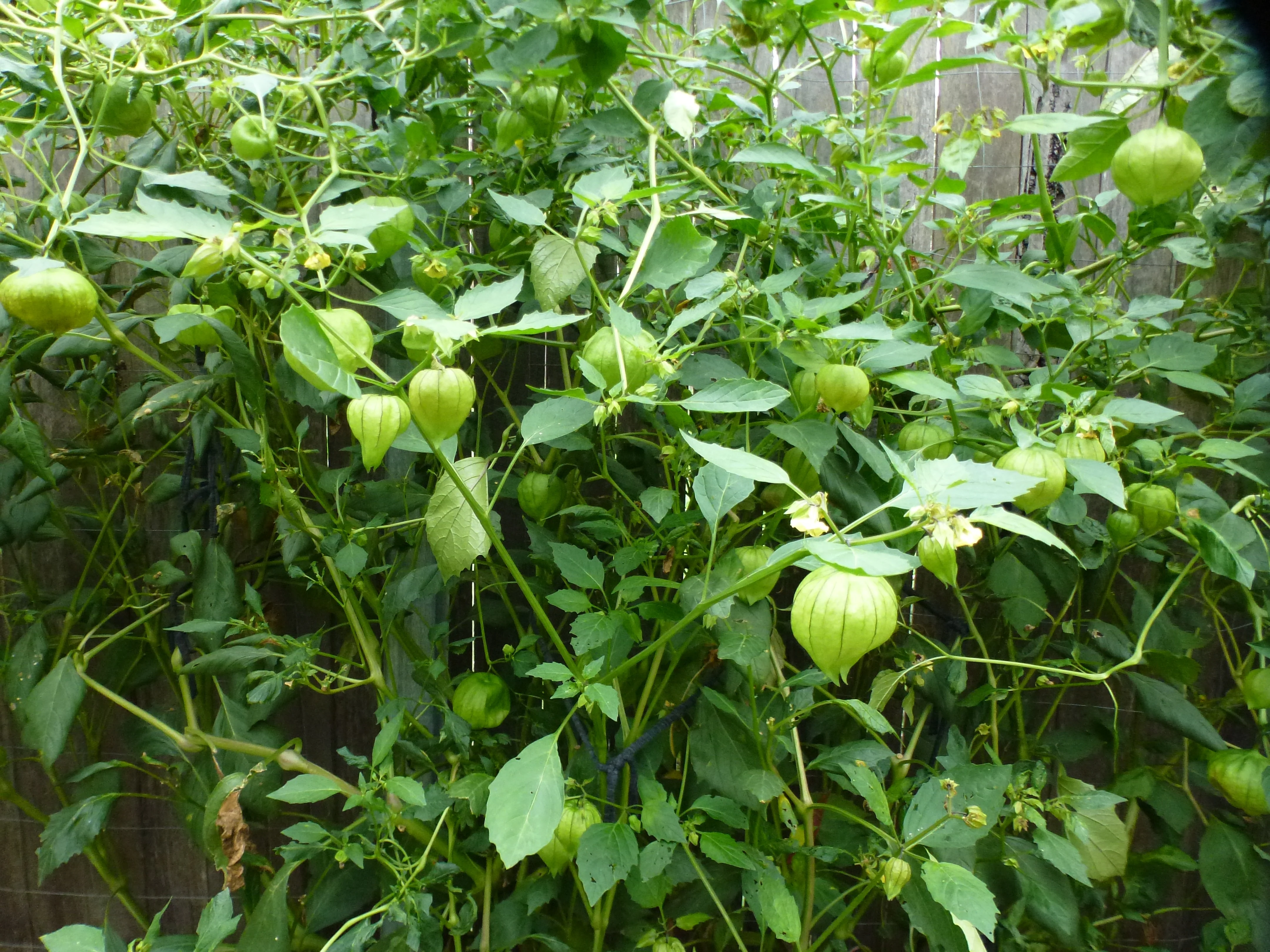 Toma Verde Tomatillo - Image 4