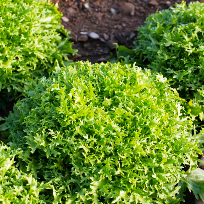 Tres Fine Endive