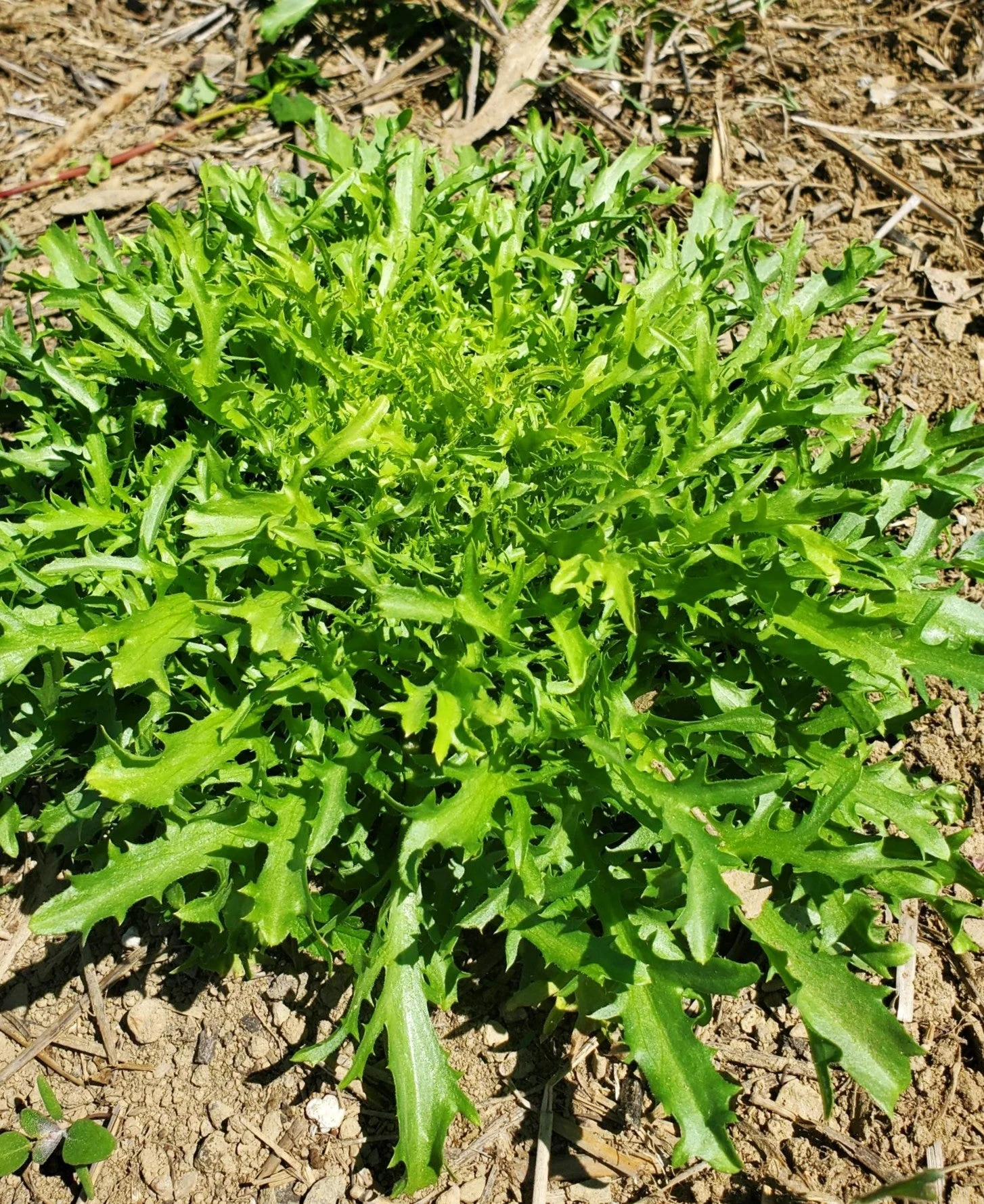Tres Fine Endive - Image 2