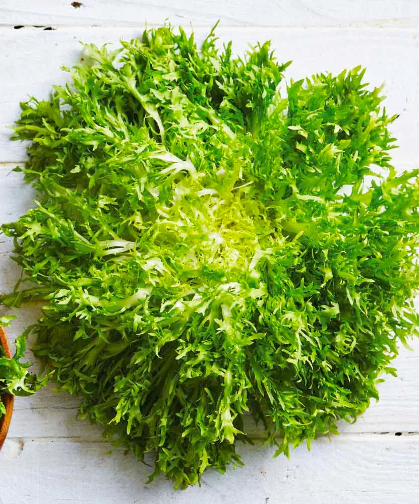 Tres Fine Endive - Image 4