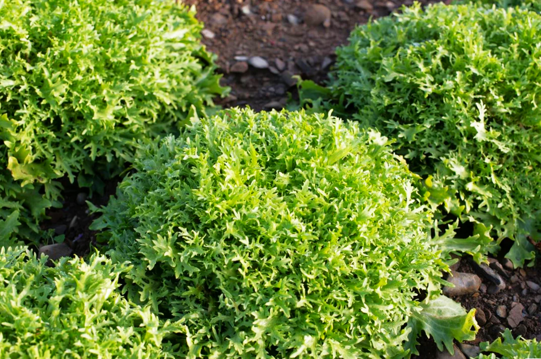 Tres Fine Endive - Image 5