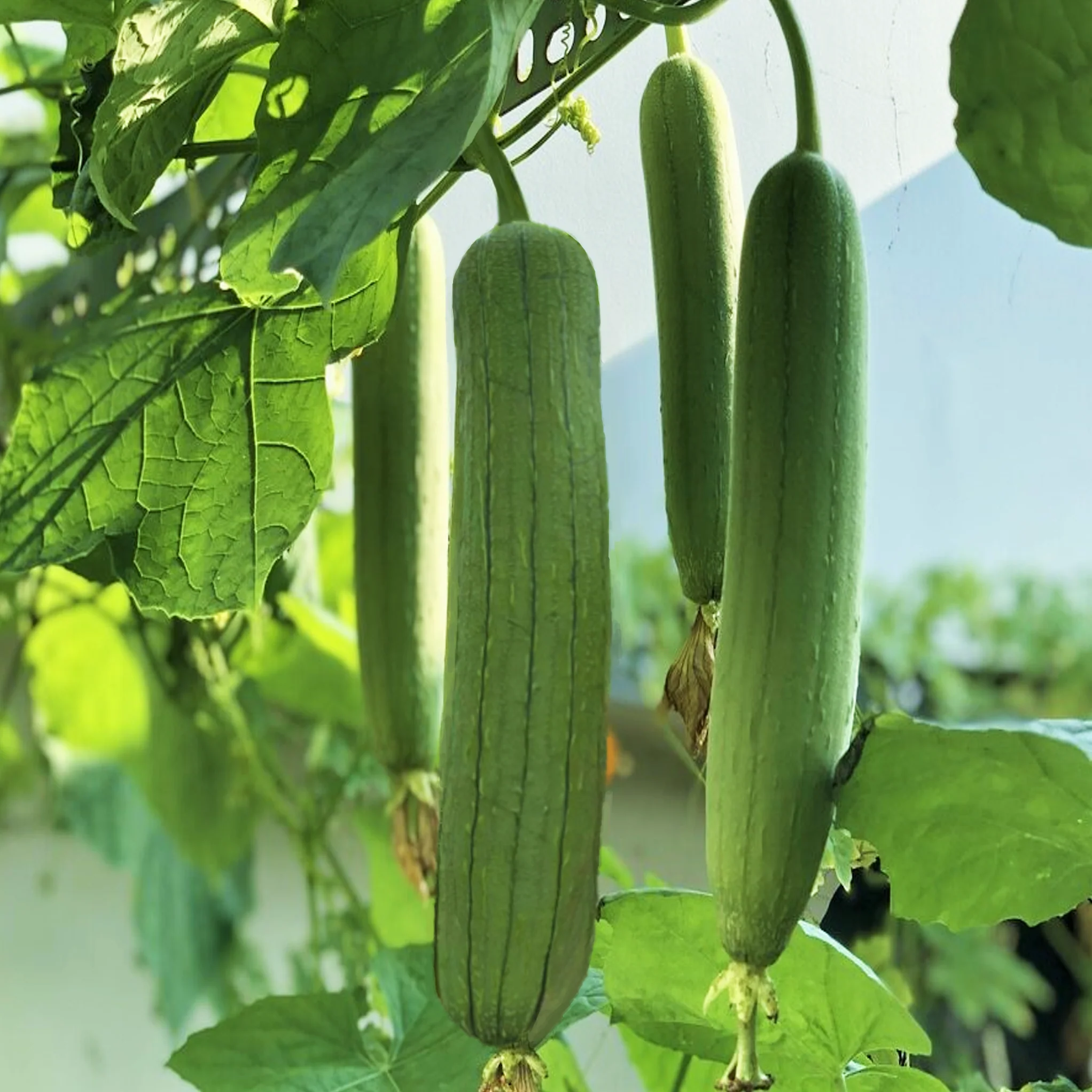 Tri Leaf Smooth Luffa Gourd