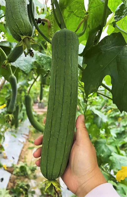 Tri Leaf Smooth Luffa Gourd - Image 3