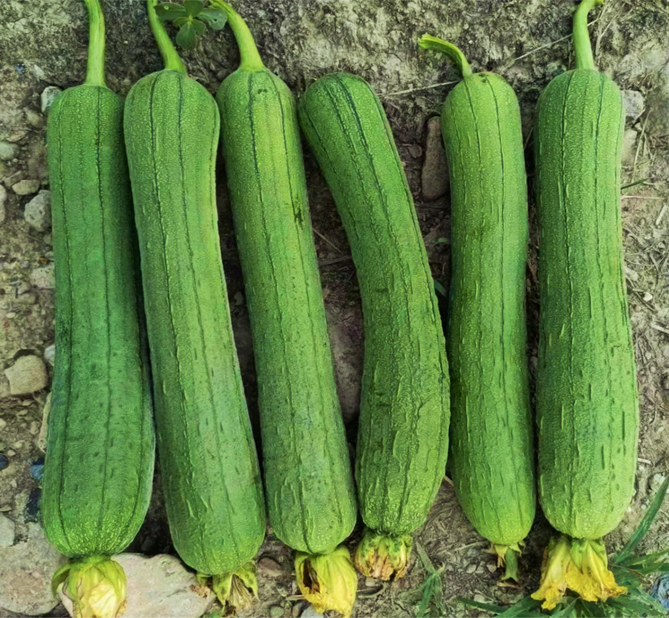 Tri Leaf Smooth Luffa Gourd - Image 4