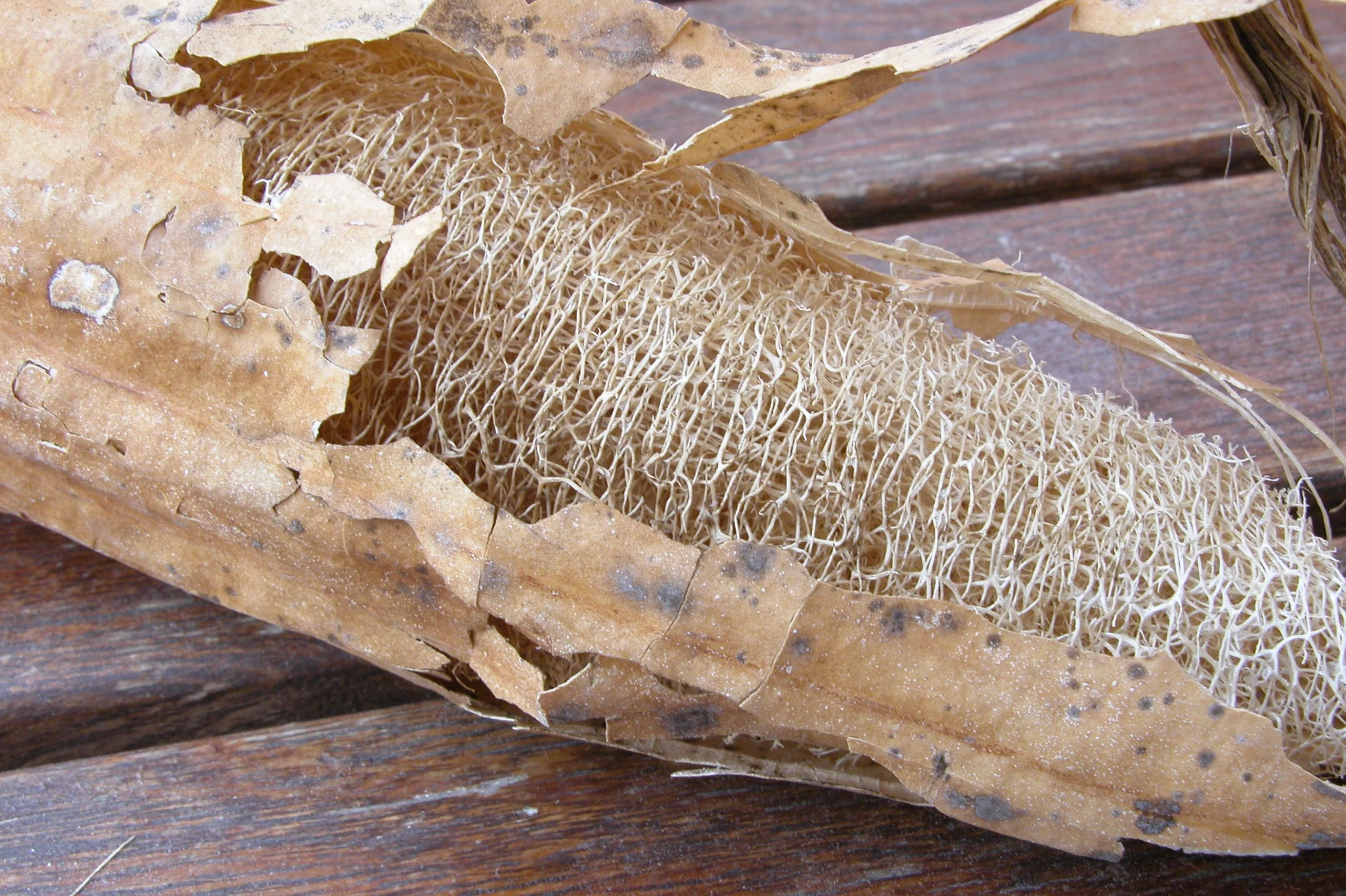 Tri Leaf Smooth Luffa Gourd - Image 5