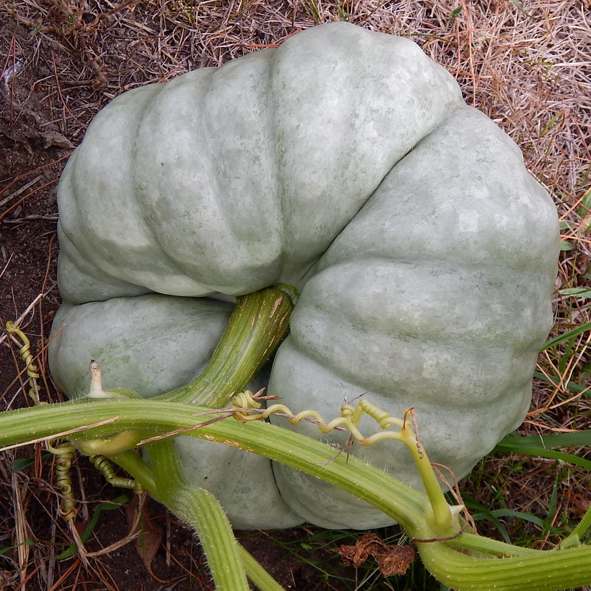 Triamble Blue Pumpkin - Image 2