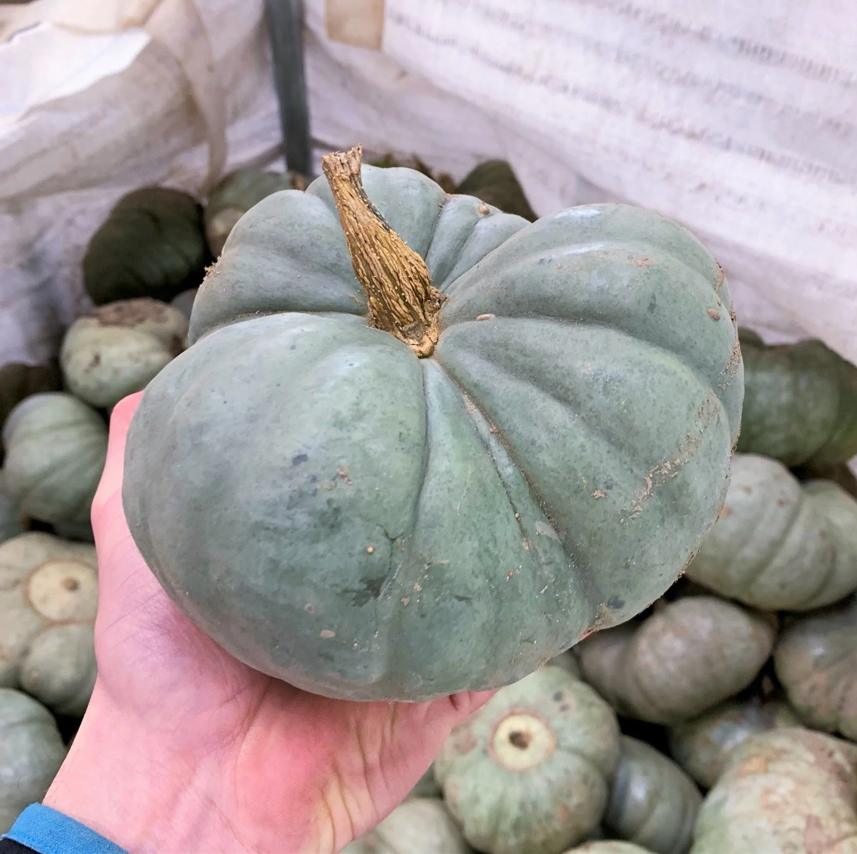 Triamble Blue Pumpkin - Image 3