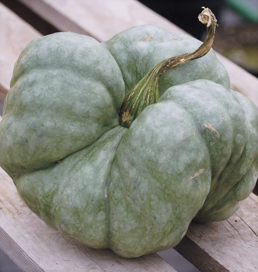 Triamble Blue Pumpkin - Image 5