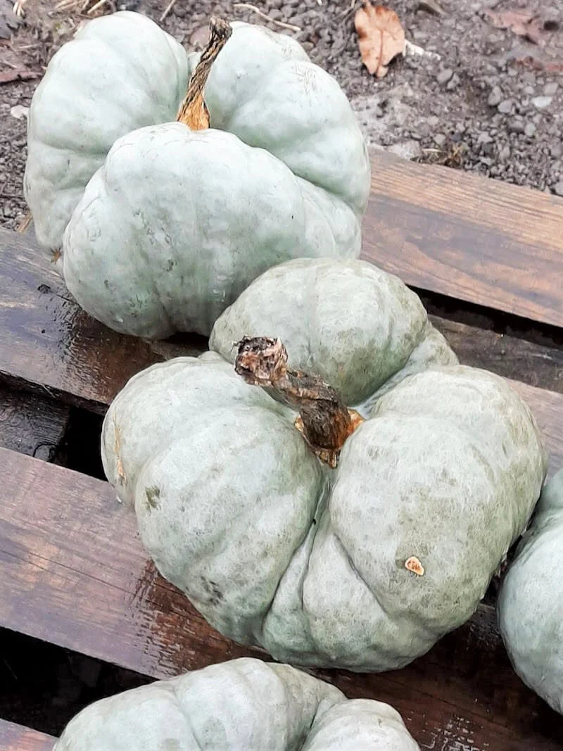 Triamble Blue Pumpkin - Image 6