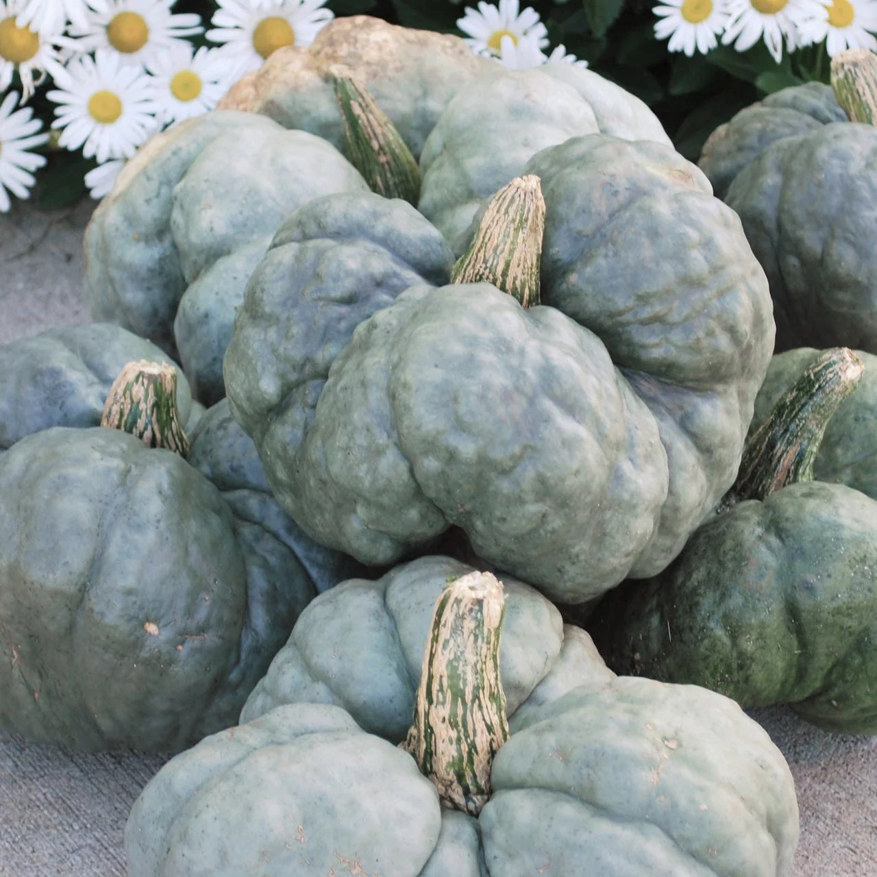 Triamble Blue Pumpkin - Image 7