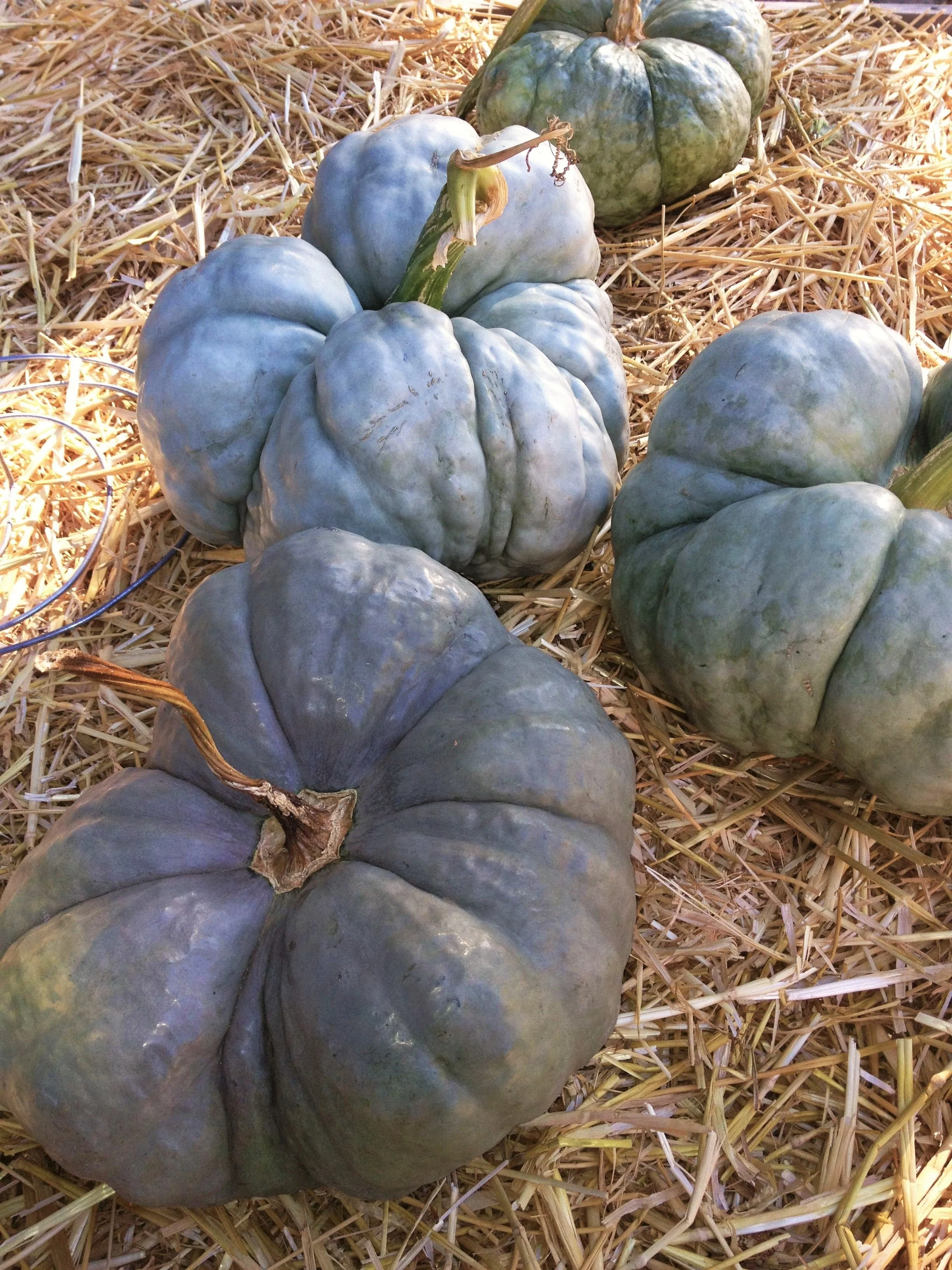 Triamble Blue Pumpkin - Image 8