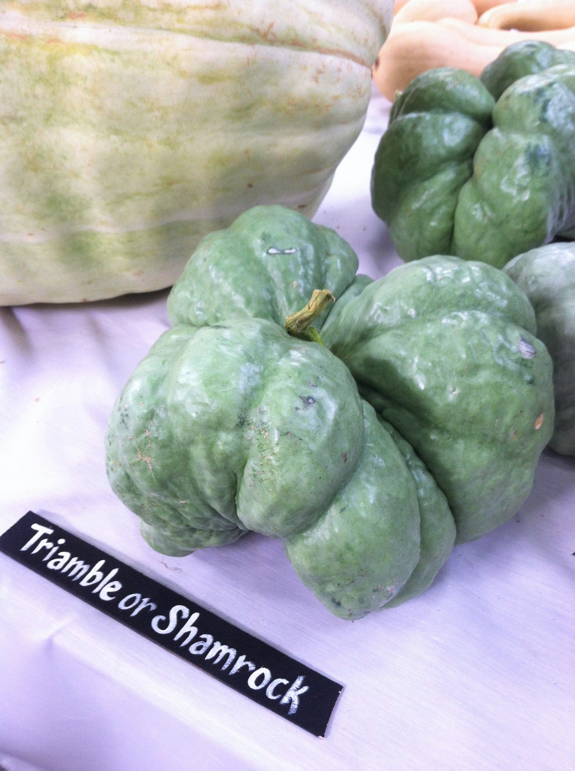 Triamble Blue Pumpkin - Image 9