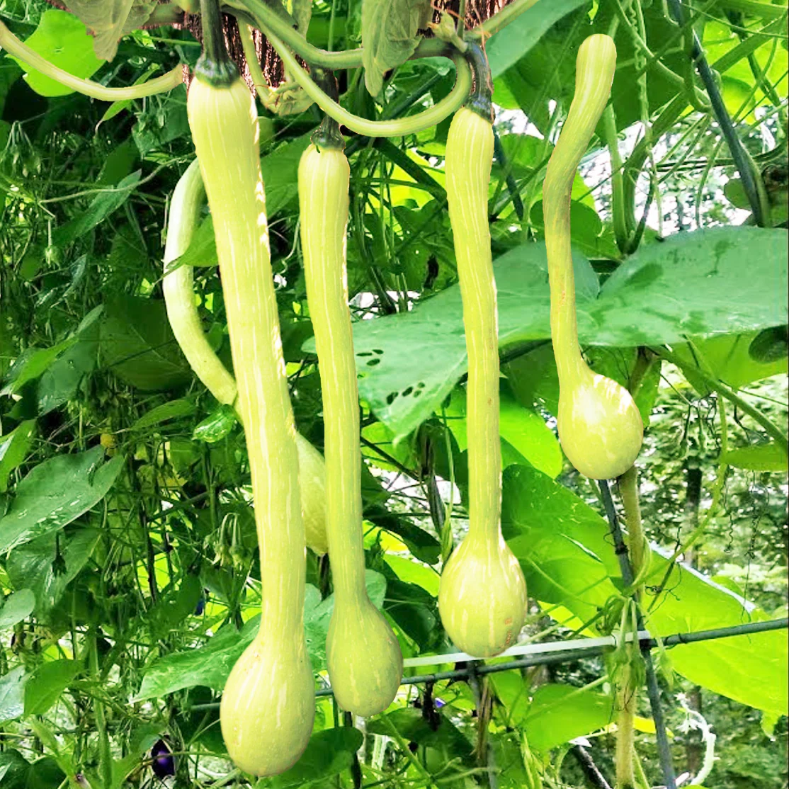Tromboncino Squash