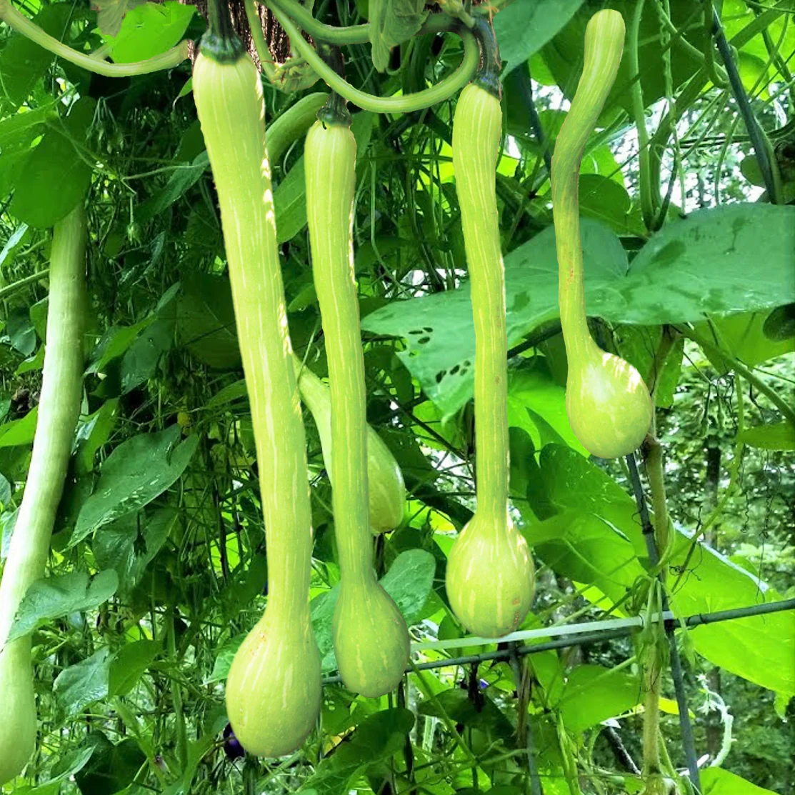 Tromboncino Squash - Image 12