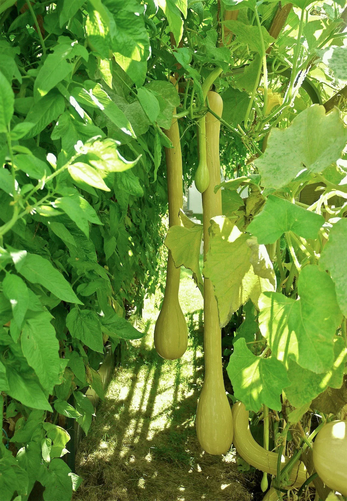 Tromboncino Squash - Image 2