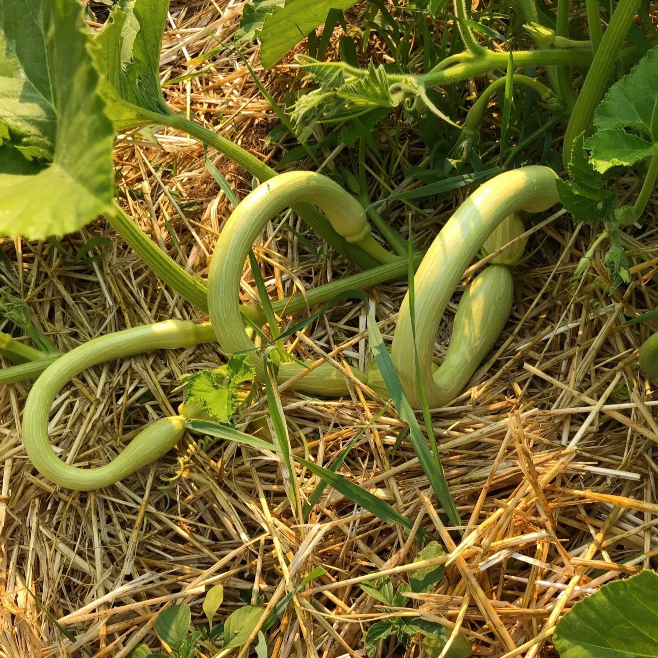 Tromboncino Squash - Image 3