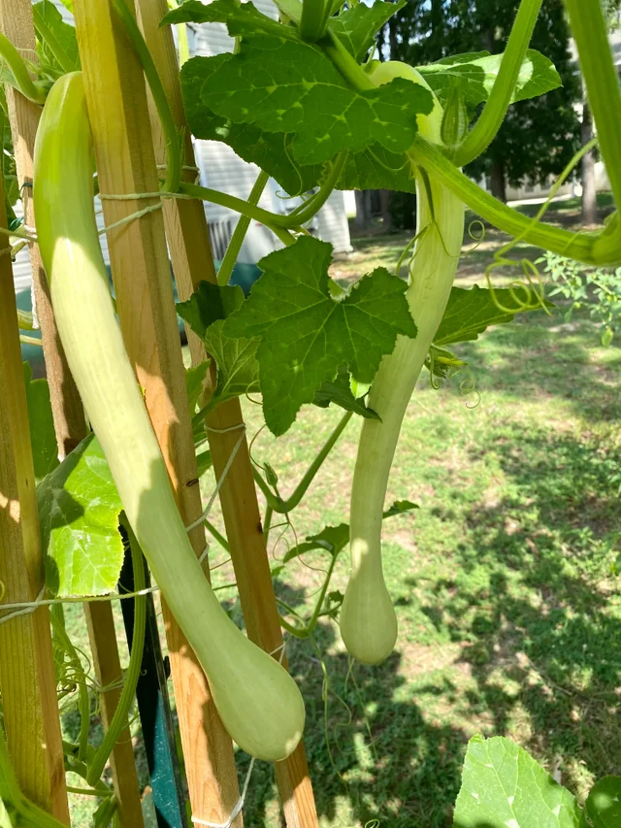 Tromboncino Squash - Image 4
