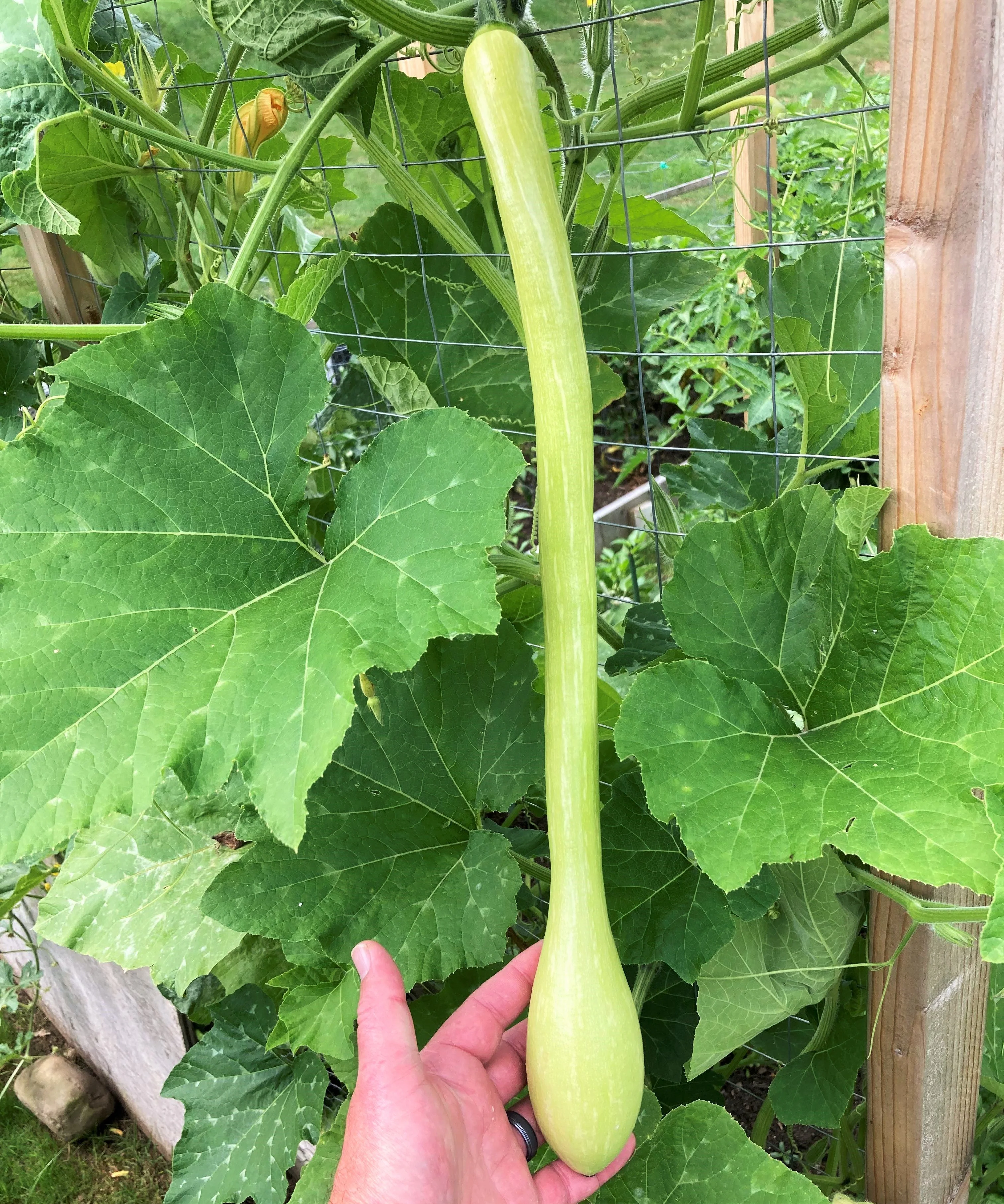Tromboncino Squash - Image 5