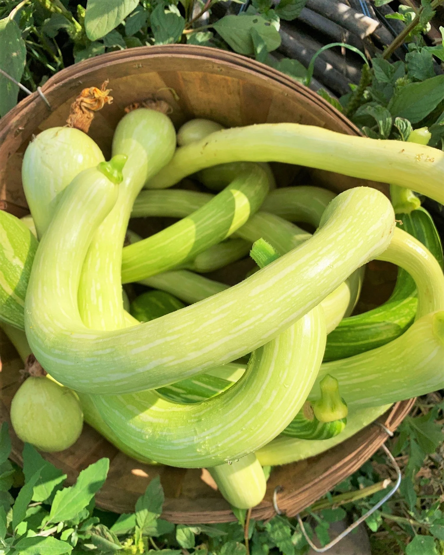 Tromboncino Squash - Image 6