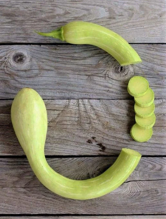Tromboncino Squash - Image 7