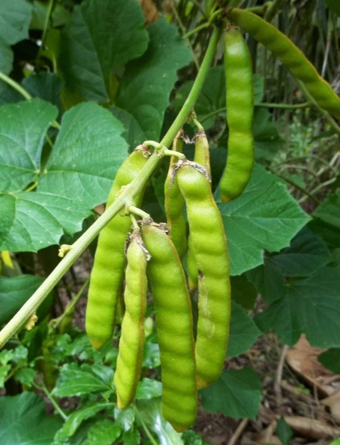 True Jicama - Image 3
