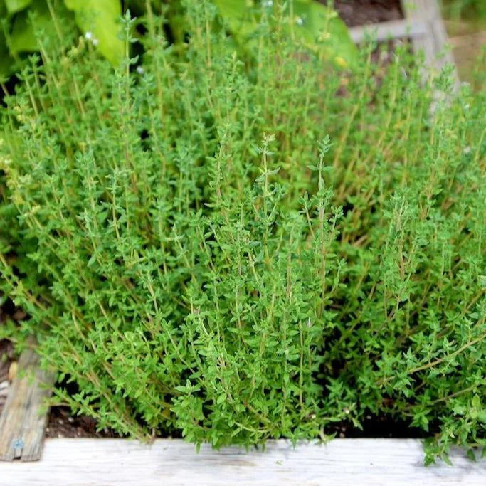 True Winter Thyme