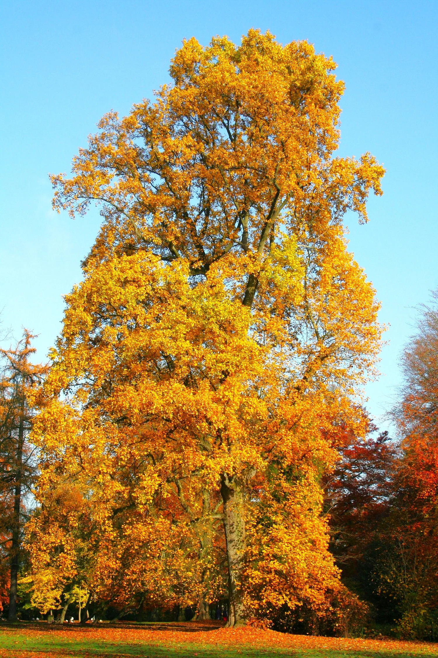 Tulip Poplar Tree - Image 10