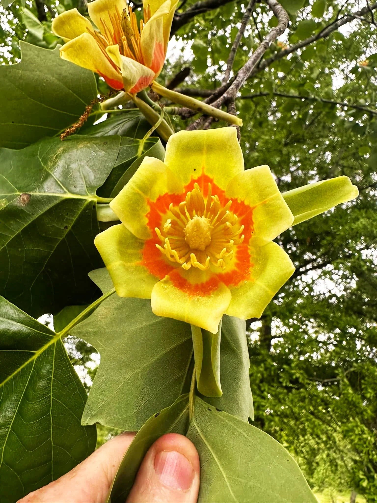Tulip Poplar Tree - Image 3