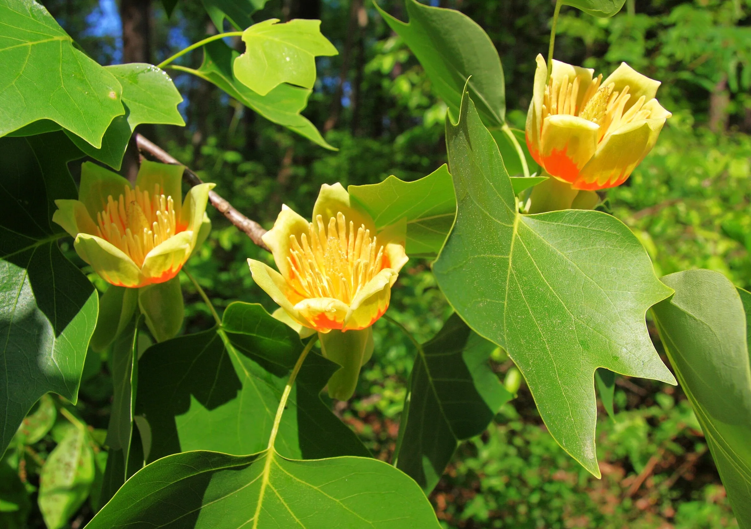 Tulip Poplar Tree - Image 4