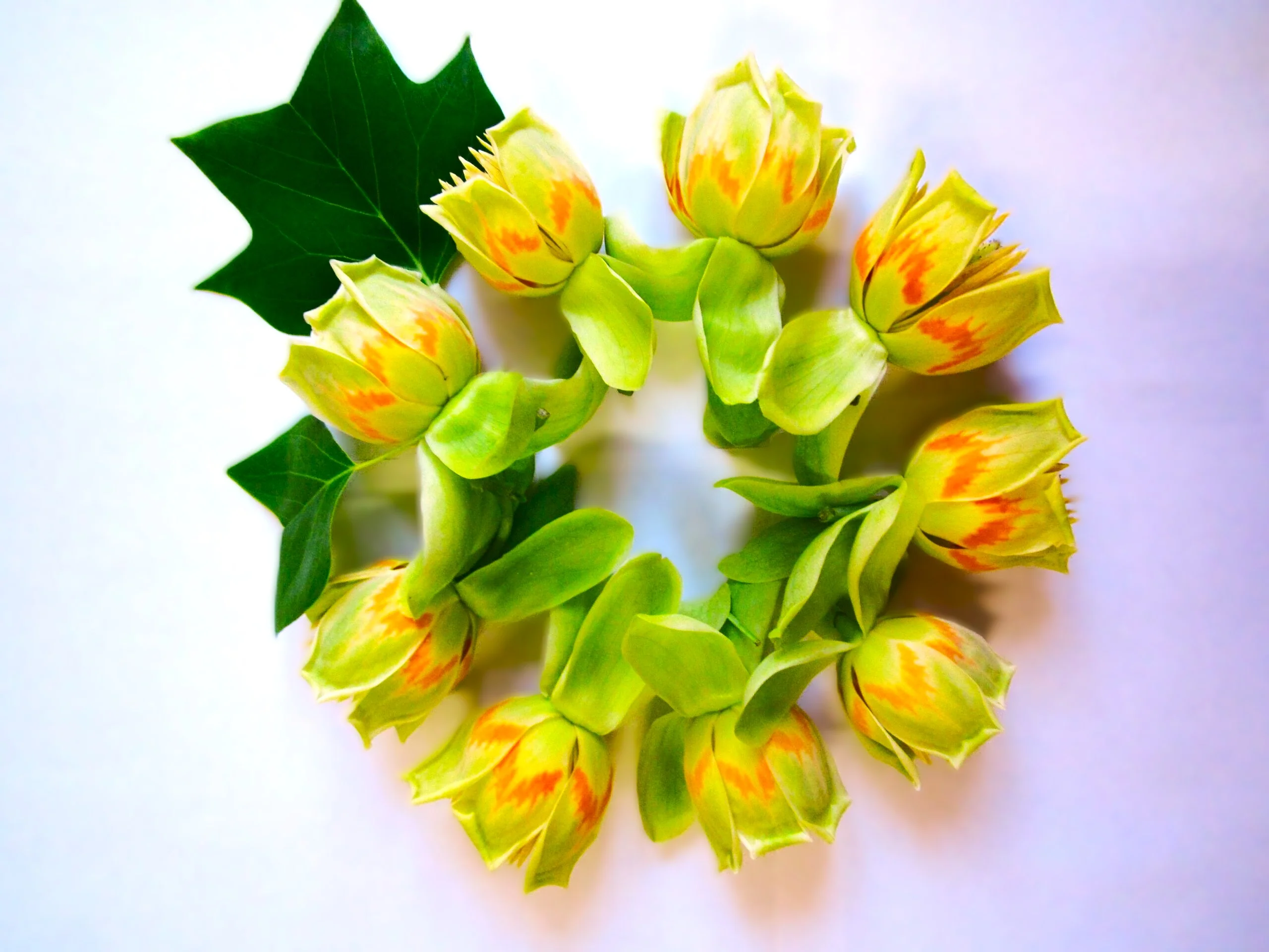 Tulip Poplar Tree - Image 6