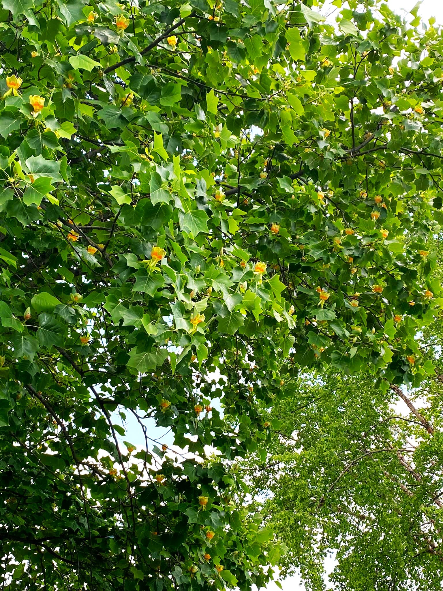 Tulip Poplar Tree - Image 7