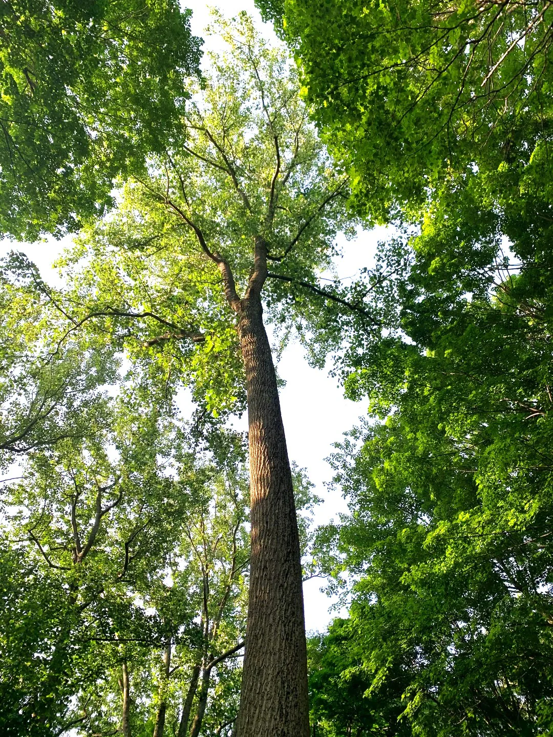 Tulip Poplar Tree - Image 8