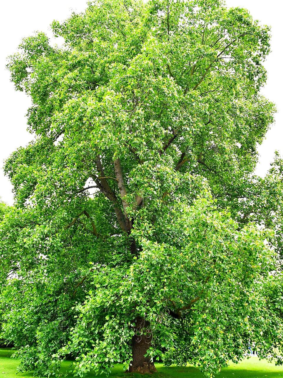 Tulip Poplar Tree - Image 9