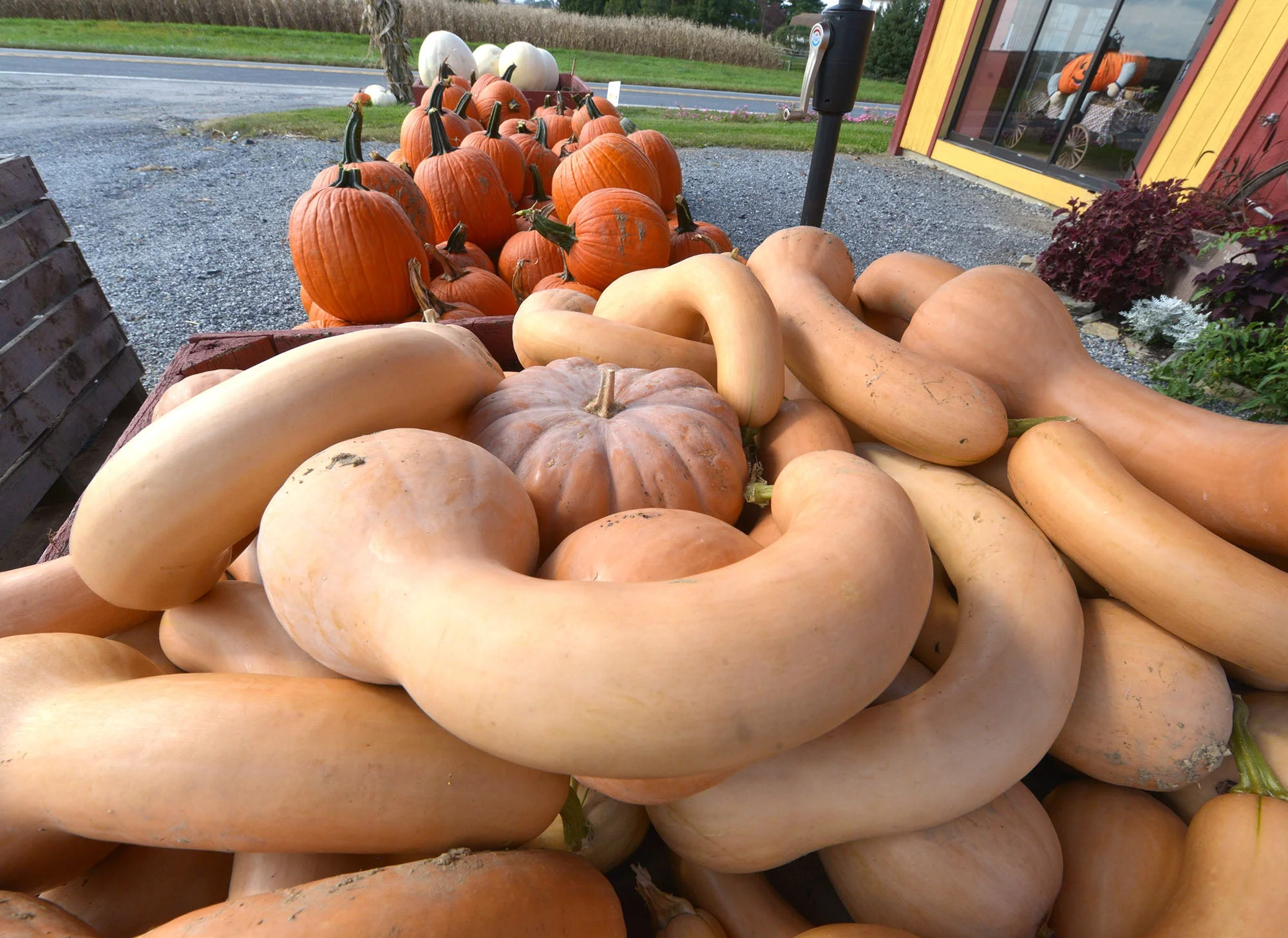 Turkey Neck Pumpkin - Image 4