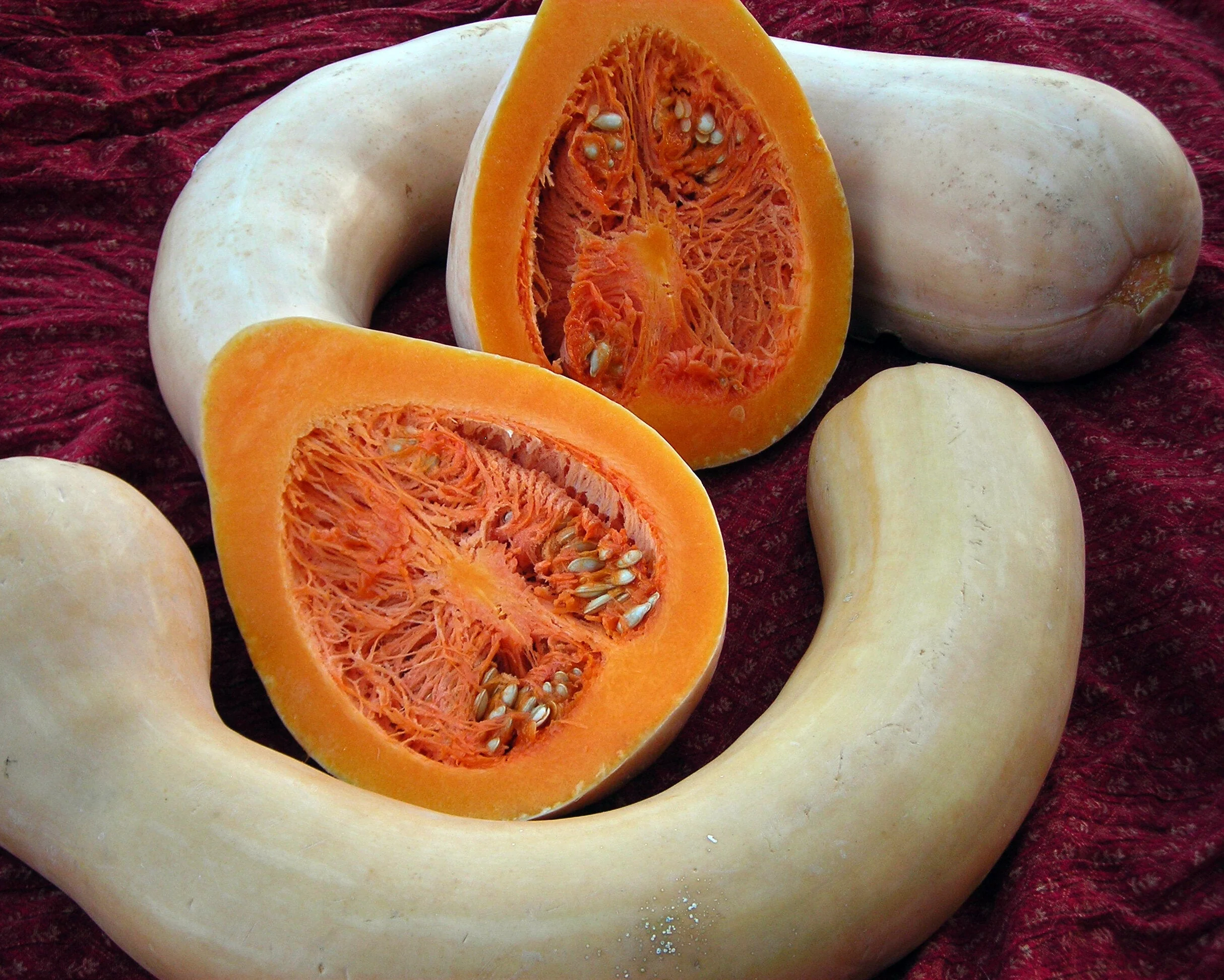 Turkey Neck Pumpkin - Image 5