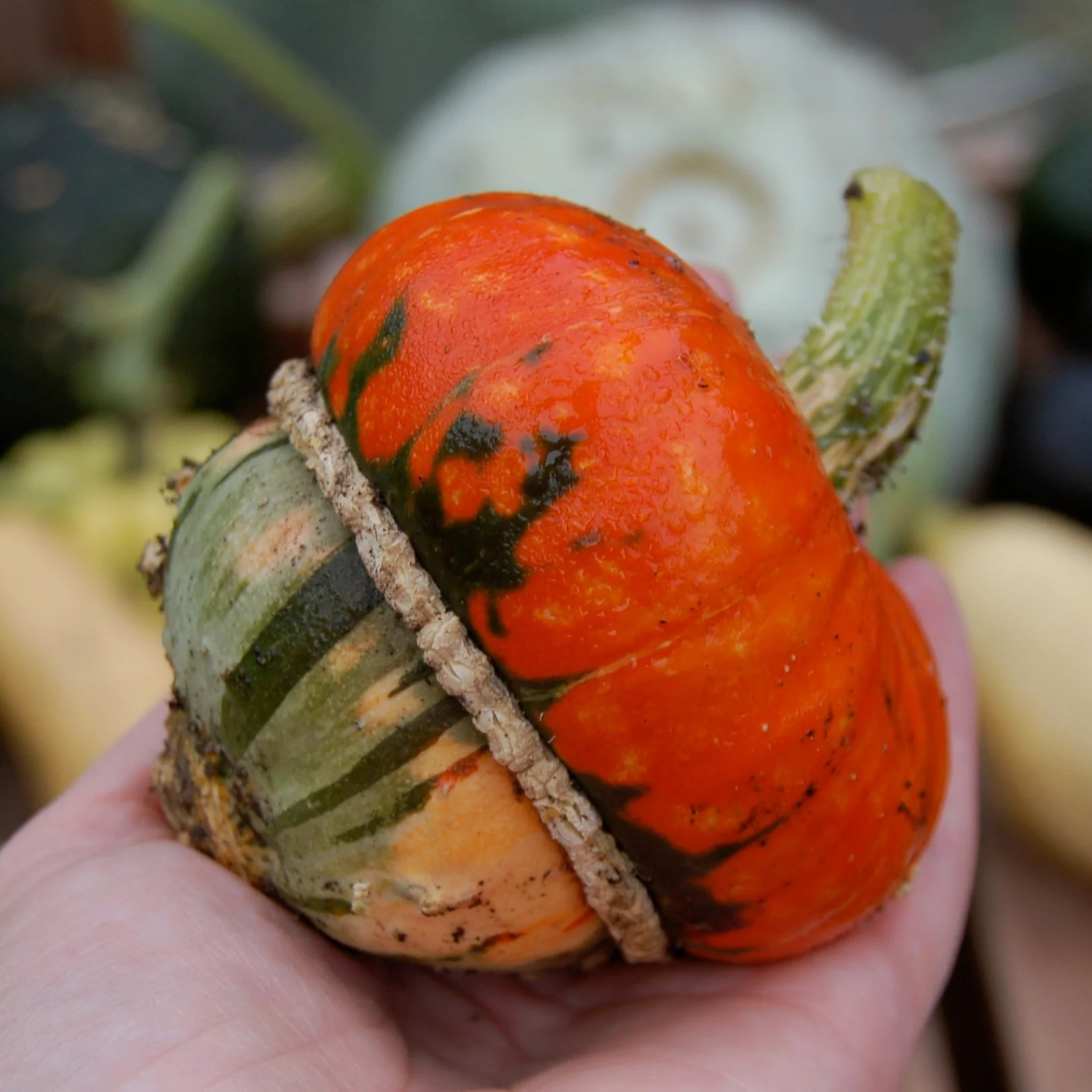 Turk's Turban Pumpkin - Image 12